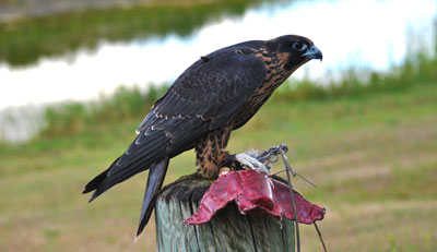 A Peregring Falcon