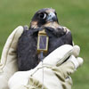 Transmitter on a Peregrine Falcon